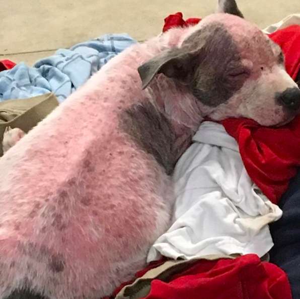 Illustration de l'article : Abandonné sur une route quasi déserte, ce chiot malade avait perdu tous ses poils